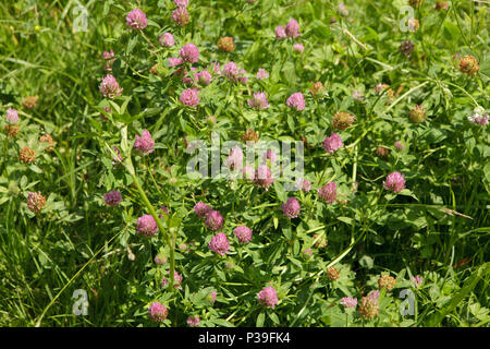 Viola fiori di trifoglio rosso (Trifolium incarnatum) sul prato, vicino fino Foto Stock