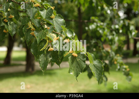 Betulla ramoscello con nettare in luce estiva, Wilanow park, Varsavia Foto Stock