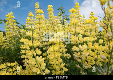 Auto-seminato giallo lupini ad albero a Southwold, Suffolk Foto Stock