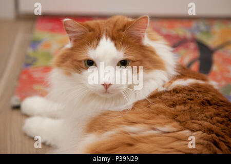Bianco e arancione gatto Fluffy si siede su un tappeto, guardando a voi Foto Stock