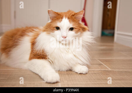 Un soffice arancio e bianco gatto posa sul pavimento a casa Foto Stock