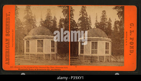 145 Casa oltre il moncone originale del grande albero di diametro di 32 piedi, alberi Mammut di Calaveras Co., California, da stagno, C. L. (Charles L.) Foto Stock