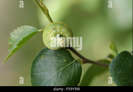 Una graziosa Betulla Sawfly Caterpillar (Cimbex femoratus) alimentazione su argento betulla nel bosco. Foto Stock