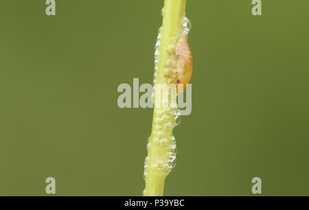 Un simpatico Froghopper comune (Philaenus spumarius) chiamato anche spittlebug o cuculo insetto spit sullo stelo di una pianta con la sua saliva, che agisce come pro Foto Stock