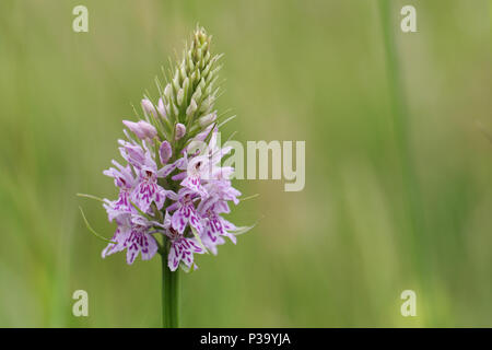 Una bellissima pezzata comune (orchidea Dactylorhiza fuchsii) fiore. Foto Stock