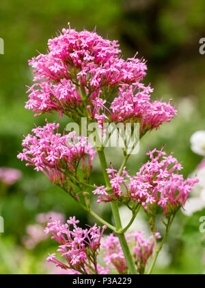 Rosa fiori d'estate del Regno Unito naturalizzato di fiori selvaggi, Centranthus ruber, rosso valeriana Foto Stock