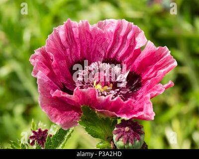 Rosa scuro, blowsy, unico fiore dell'ardito perenne oriental papavero, Papaver orientale " Patty la prugna" Foto Stock