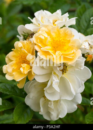 Inizio estate grappoli di fiori giallo aperto e dissolvenza in crema nel fragrante rambler rose, Rosa "Cardellino' Foto Stock