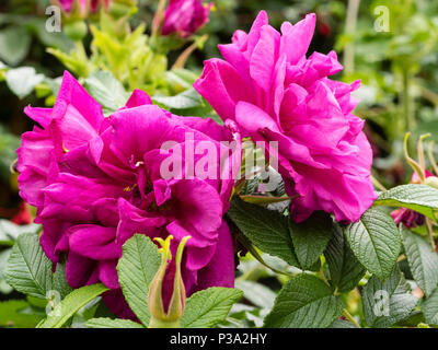 Rosa luminoso magenta fiori doppi del profumato hardy rosa ad arbusto, Rosa rugosa "Hansa" Foto Stock