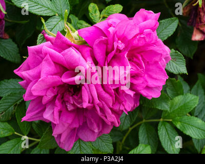 Rosa luminoso magenta fiori doppi del profumato hardy rosa ad arbusto, Rosa rugosa "Hansa" Foto Stock