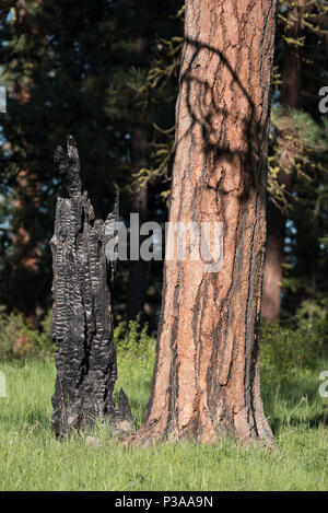 Albero bruciato trunk incombusto e Ponderosa Pine Tree, Wallowa - Whitman National Forest, Oregon. Foto Stock