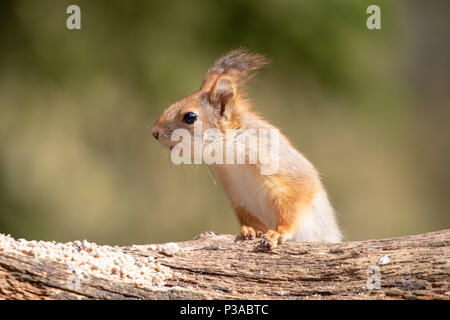 Red scoiattolo (Sciurus vulgaris) seduto su un ramo di albero a Kuhmo, in Finlandia, 2018.© Jason Richardson Foto Stock