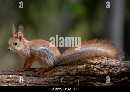 Red scoiattolo (Sciurus vulgaris) seduto su un ramo di albero a Kuhmo, in Finlandia, 2018.© Jason Richardson Foto Stock