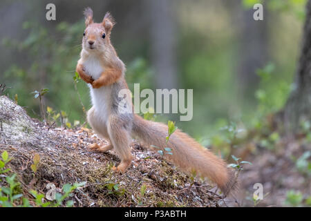 Red scoiattolo (Sciurus vulgaris) seduto su un ramo di albero a Kuhmo, in Finlandia, 2018.© Jason Richardson Foto Stock