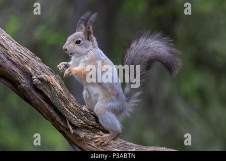 Red scoiattolo (Sciurus vulgaris) seduto su un ramo di albero a Kuhmo, in Finlandia, 2018.© Jason Richardson Foto Stock