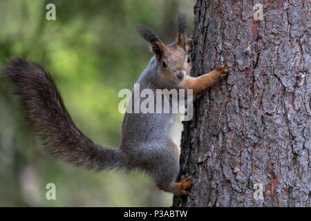 Red scoiattolo (Sciurus vulgaris) seduto su un ramo di albero a Kuhmo, in Finlandia, 2018.© Jason Richardson Foto Stock