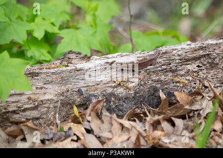 Fase marrone verde (anole Anolis carolinensis) su un registro di marciume Foto Stock
