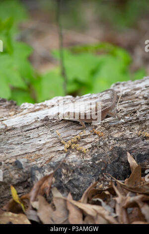 Fase marrone verde (anole Anolis carolinensis) su un registro di marciume Foto Stock