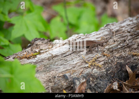 Fase marrone verde (anole Anolis carolinensis) su un registro di marciume Foto Stock