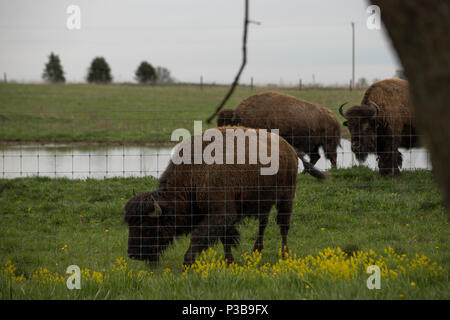 Darby Creek Foto Stock