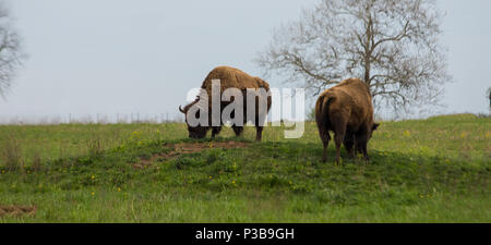 Darby Creek Foto Stock