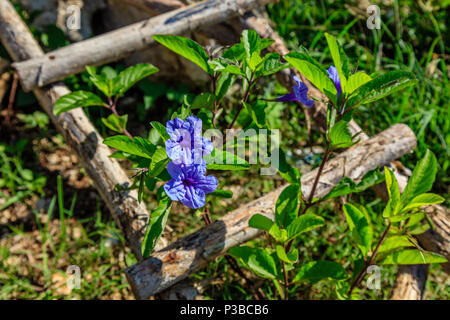 Fioritura di Petunia messicano crescendo attraverso una scaletta di legno, Nusa Lembongan, Indonesia Foto Stock