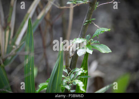 Fase marrone verde (anole Anolis carolinensis) nasconde su un ramo corto Foto Stock