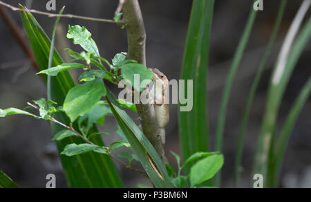 Fase marrone verde (anole Anolis carolinensis) nasconde su un ramo corto Foto Stock