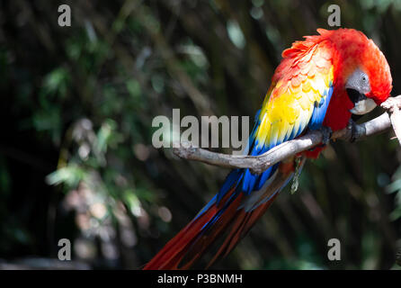 Scarlet Macaw bird appendere la sua testa in preparazione per parlare Foto Stock