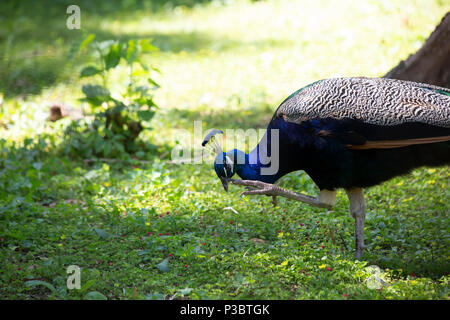 Peafowl indiano, noto anche come un peafowl blu (Pavo cristatus), graffiatura come puntoni intorno Foto Stock