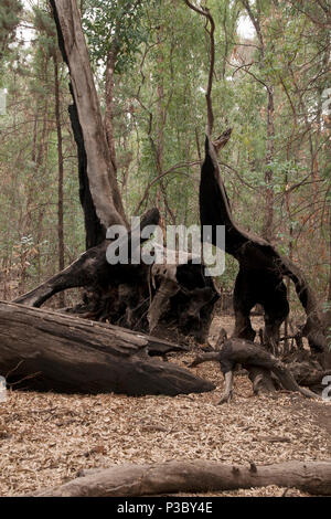 Il Wilpena Pound South Australia, bruciata tronco di albero nella boccola Foto Stock