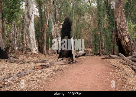 Il Wilpena Pound South Australia, bruciata tronco di albero vicino al sentiero a piedi Foto Stock