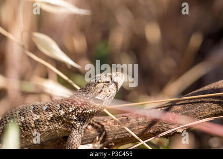 Recinzione occidentale Lizard, Sceloporus occidentalis, su sfondo marrone chiaro, Macro Close-up, Ritratto, profilo Foto Stock