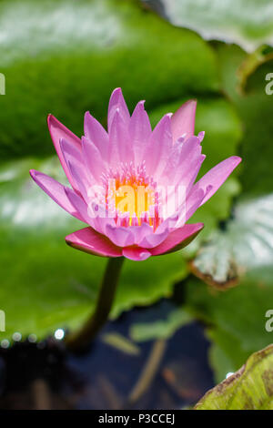 Blooming fuchsia acqua colorata Lilly, Bali, Indonesia. L'immagine verticale Foto Stock