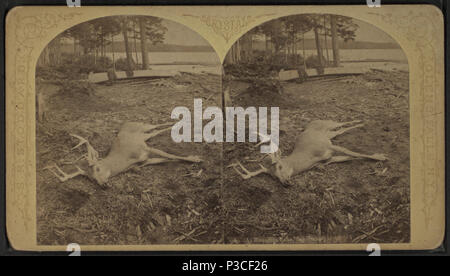 . A Raquette Lake, Settembre, 1879. Creato: ca. 1885. Copertura: 1860?-1885?. Fonte impronta: 1860?-1885?. Elemento digitale pubblicata 2-16-2006; aggiornato 4-23-2009. 25 A Raquette Lake, settembre 1879, da Stoddard, Seneca Ray, 1844-1917 , 1844-1917 Foto Stock