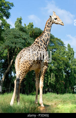 Lunghezza completa immagine del corpo di una giraffa con alberi in background, India Foto Stock