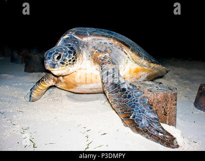 Per Tartarughe Marine tornando all'oceano durante la notte. Il processo di nesting è completa. Lei sembra essere il pianto con il liquido che fluisce dai suoi occhi. Ag Foto Stock