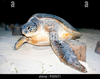 Per Tartarughe Marine tornando all'oceano durante la notte. Il processo di nesting è completa. Lei sembra essere il pianto con il liquido che fluisce dai suoi occhi. Ag Foto Stock