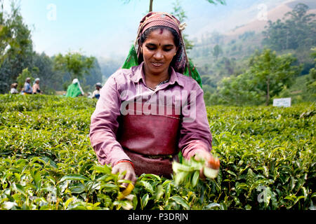 MUNNAR, India - 13 febbraio : donna raccolta di foglie di tè in una piantagione di tè, febbraio 13. 2009. Munnar Kerala, India. Foto Stock