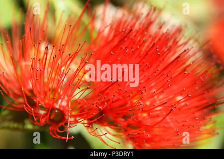 Luminoso rosso fuoco scovolino flower blossom close up. Bird e Bee attirare tree con struttura interessante. Foto Stock