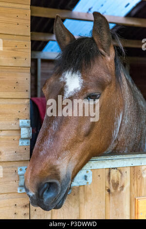 Un cavallo guardando fuori della porta della stalla. Foto Stock