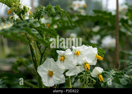 Solanum sisymbriifolium, solanacee. Sud Amrican, bianco pianta fiorita. Foto Stock