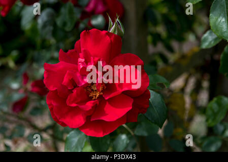 Rosa Raymond Chenault, rosso rosa rampicante. Foto Stock