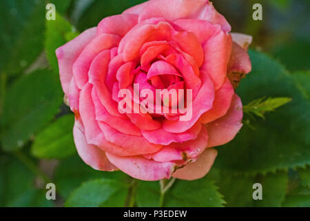 Miniatura rosa rosa Foto Stock