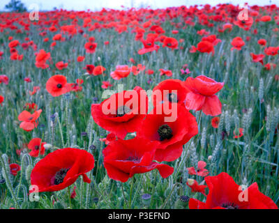 Campo di papavero in Kent REGNO UNITO Foto Stock