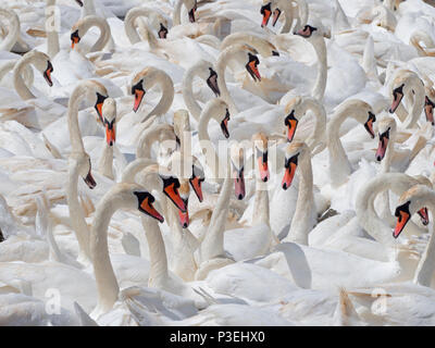 Cigni muti Cygnus olar gregge di allevamento non adulti flotta lagoon Dorset Foto Stock