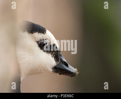 Close up ritratto di un barnacle goose cercando triste Foto Stock