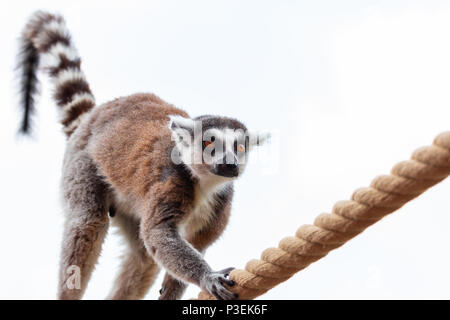 Lemuri in equilibrio su una corda Foto Stock