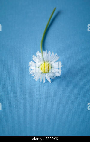 Singolo Daisy blu su sfondo semplice Foto Stock