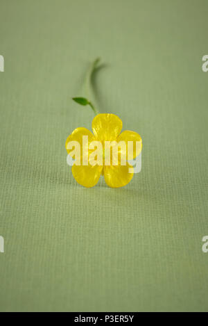 Ranuncolo unico sulla pianura sfondo verde Foto Stock